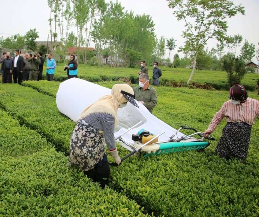 49 هزار تن برگ سبز چای در گیلان خریداری شده است