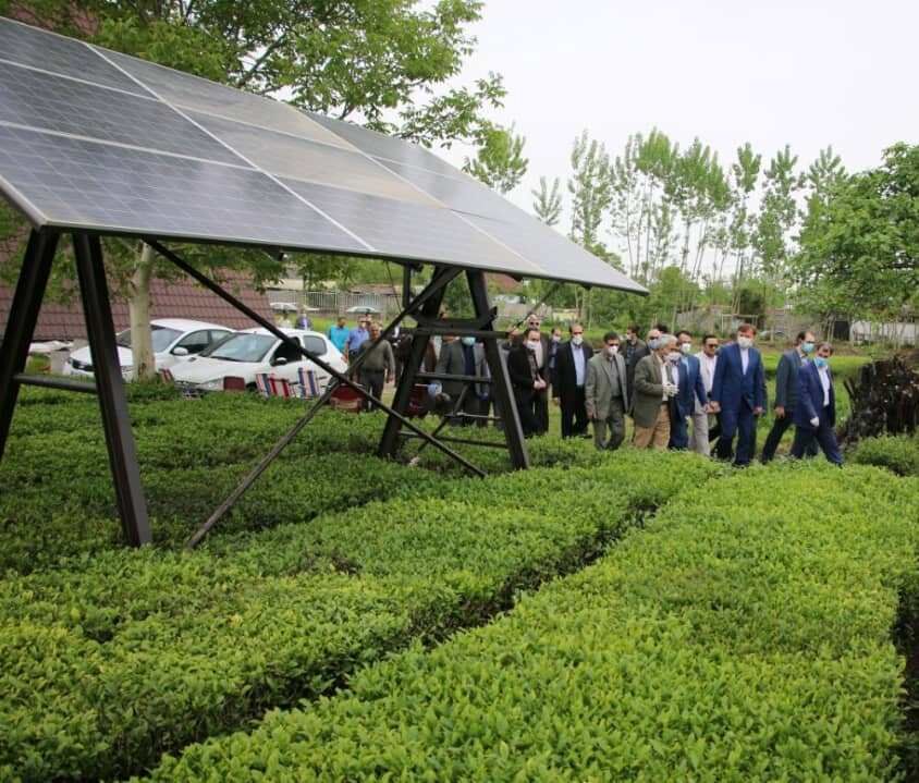 پنل خورشیدی در یک باغ چای آستانه اشرفیه بهره برداری شد