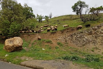 طبیعت زیبا و مه آلود اشنویه