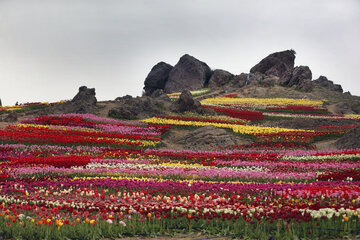 Jardín de tulipanes de primavera en Karay