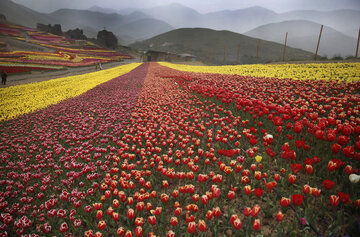 Jardín de tulipanes de primavera en Karay