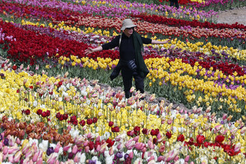 Jardín de tulipanes de primavera en Karay