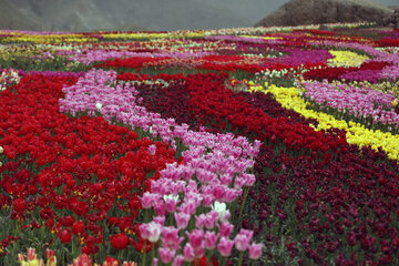 Jardín de tulipanes de primavera en Karay