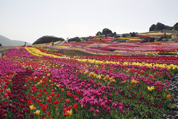 Jardín de tulipanes de primavera en Karay