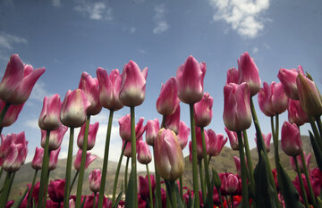 Jardín de tulipanes de primavera en Karay