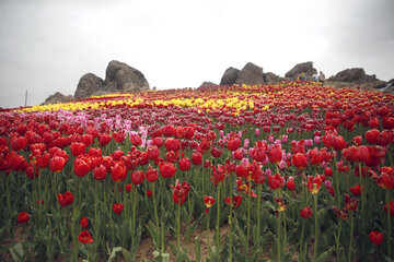 Jardín de tulipanes de primavera en Karay