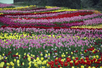 Jardín de tulipanes de primavera en Karay