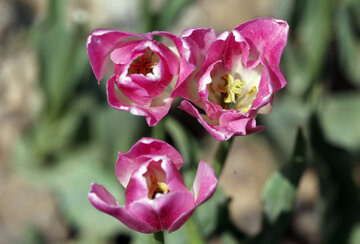 Jardín de tulipanes de primavera en Karay