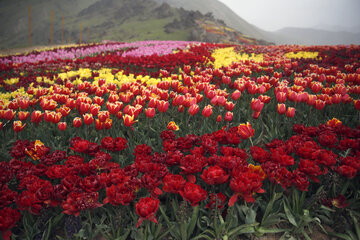 Jardín de tulipanes de primavera en Karay