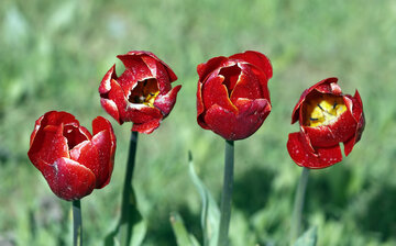 Jardín de tulipanes de primavera en Karay