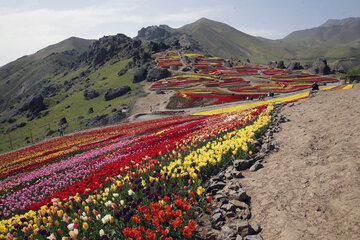 Jardín de tulipanes de primavera en Karay