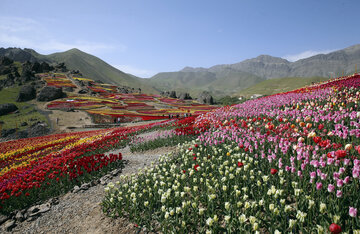 Jardín de tulipanes de primavera en Karay