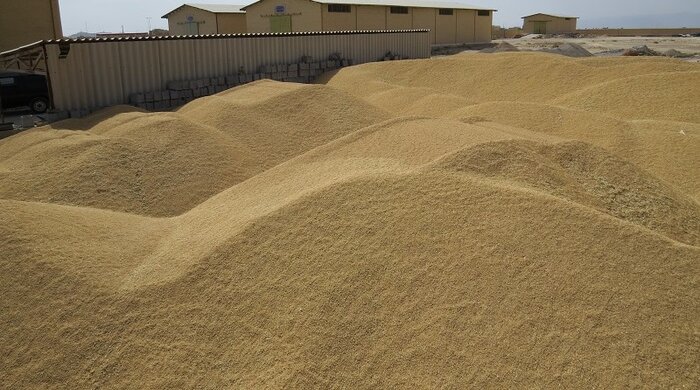 بیش از ۱۲ هزار تن گندم و کلزا از کشاورزان هرمزگان خریداری شد