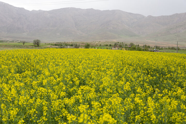خرید تضمینی دانه های روغنی در زنجان آغاز شد