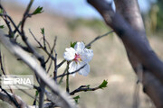 Colorful blossoms of trees in east of Tehran