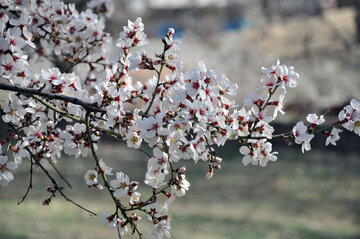 شکوفه های بهاری دماوند