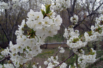 شکوفه های بهاری دماوند