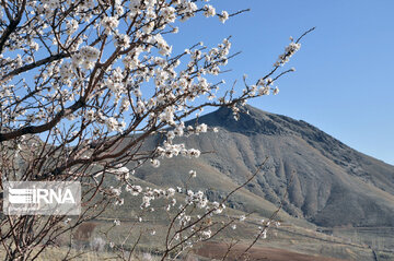 Colorful blossoms of trees in east of Tehran