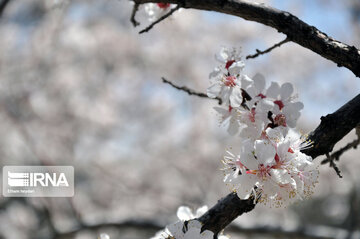 Colorful blossoms of trees in east of Tehran