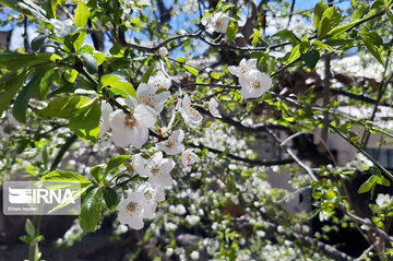 Colorful blossoms of trees in east of Tehran