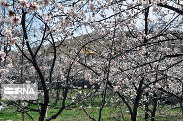 Colorful blossoms of trees in east of Tehran