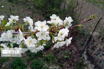 Colorful blossoms of trees in east of Tehran