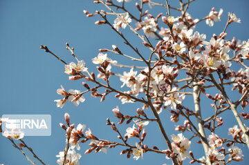 Colorful blossoms of trees in east of Tehran