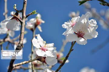 Colorful blossoms of trees in east of Tehran