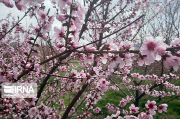 Colorful blossoms of trees in east of Tehran