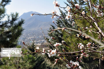 Colorful blossoms of trees in east of Tehran