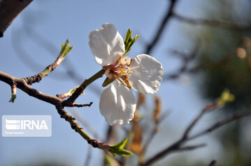 Colorful blossoms of trees in east of Tehran