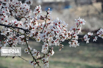 Colorful blossoms of trees in east of Tehran