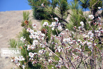 Colorful blossoms of trees in east of Tehran