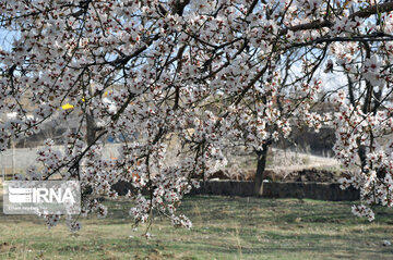 Colorful blossoms of trees in east of Tehran