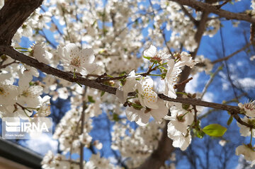 Colorful blossoms of trees in east of Tehran