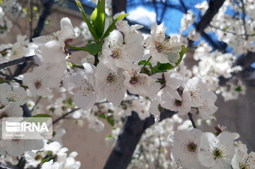 Colorful blossoms of trees in east of Tehran