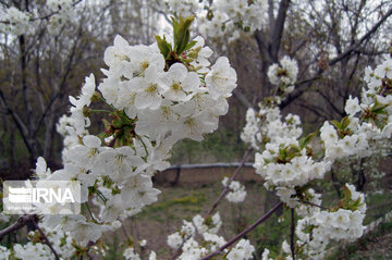 Colorful blossoms of trees in east of Tehran