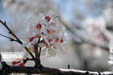 Colorful blossoms of trees in east of Tehran