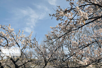 Colorful blossoms of trees in east of Tehran