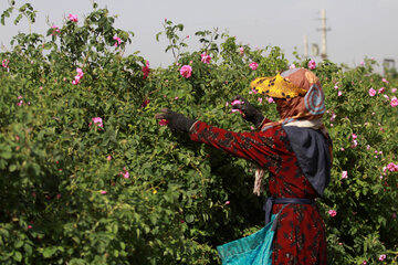 برداشت گل محمدی از موقوفه‌های حرم در جعفریه