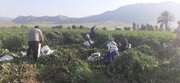 طرح سرشماری کشاورزی در ۲۴۶ روستای سرپل‌ذهاب اجرا می‌شود