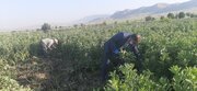 اجرای طرح کاهش آلایندگی برای هشت محصول کشاورزی پُرمصرف در زنجان 