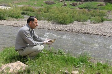 پنج پرنده وحشی پس از درمان در محیط زیست قزوین رهاسازی شدند