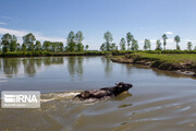 Anzali Wetland in Iran
