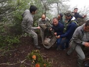 نجات پلنگ جوان از تله مرگ در مازندران 