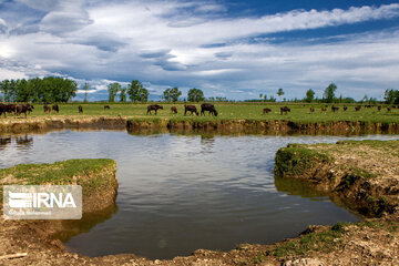 Anzali Wetland in Iran