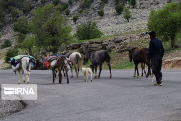 Iran’s Bakhtiari nomads migrating in spring