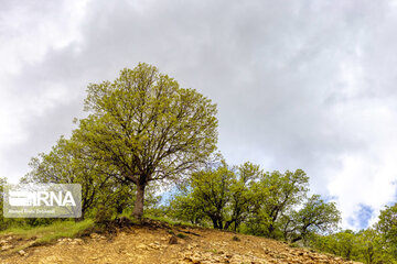 Stunning beauty of spring in Iran