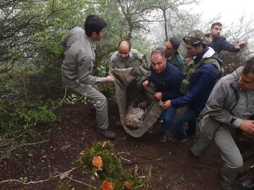 نجات پلنگ جوان از تله مرگ در مازندران 