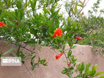 Pomegranate trees blossoming in Iran